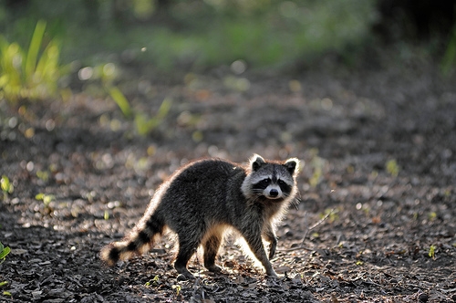 Backlit Coon.jpg